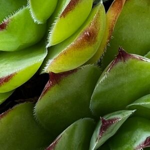 Madewell Ankle Zipper Jeans, Women's size 32